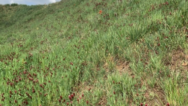 Alternativë ndaj gjeotekstileve