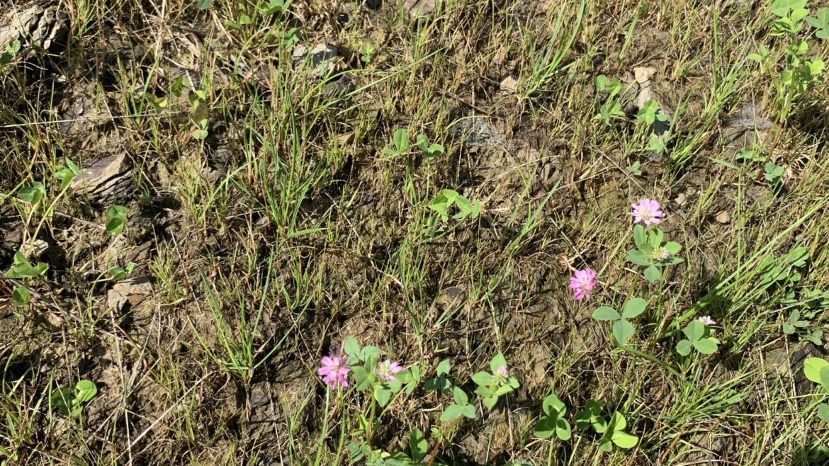 Sipërfaqe me bar të varfër