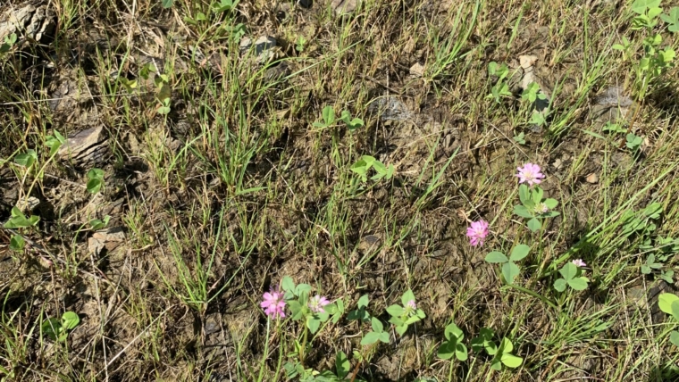 Sipërfaqe me bar të varfër