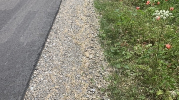 Gjelbërim pergjatë rrugëve