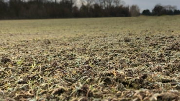 Gjelbërim i sipërfaqeve ekstreme